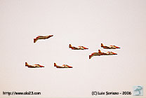 Patrulla Aguila